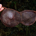 Giant Seed pod