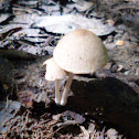 Fungus