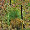Grass Tree