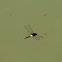 Banded Skimmer