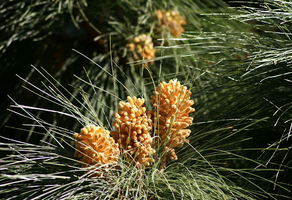 Spotting Image 1