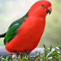 King parrot