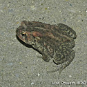 American Toad