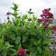 Valeriana roja. Red valerian