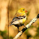 American goldfinch, female