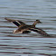 Female Mallard Duck