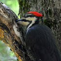 Pileated Woodpecker (female)
