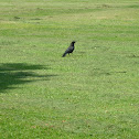 Common Raven