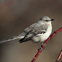 Northern Mockingbird
