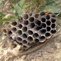 Paper Wasp Nest