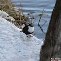 White-throated Dipper