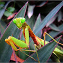 Praying mantis