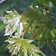 Norway Maple