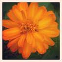 Zinnia