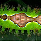 Spiny Oak-Slug Moth