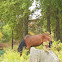 Caballo(esp)