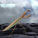Chinese mantis (male)