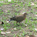 Zenaida Dove