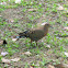 Zenaida Dove