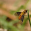 Bee Fly
