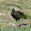 Red-naped Ibis  (Juvenile)