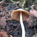Mower's Mushroom