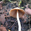 Mower's Mushroom