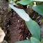 Anthill
