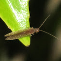 Tasmanian Lacewing