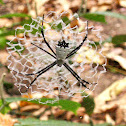 Orb-weaving Spider