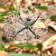 Orb-weaving Spider