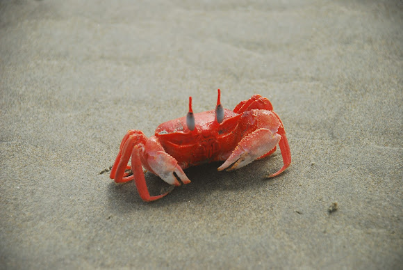 Spotting Image 1