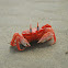 Red Crab