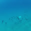 Spinner Dolphin