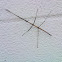 Walking Stick