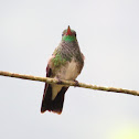 Glittering-throated Emerald