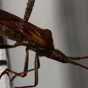 Western Conifer Seed Bug