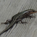American Five-lined Skink