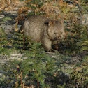 Common wombat