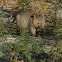Common wombat