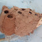 Wasp nest. Nido de avispa alfarera