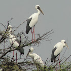 Asian Openbill Stork