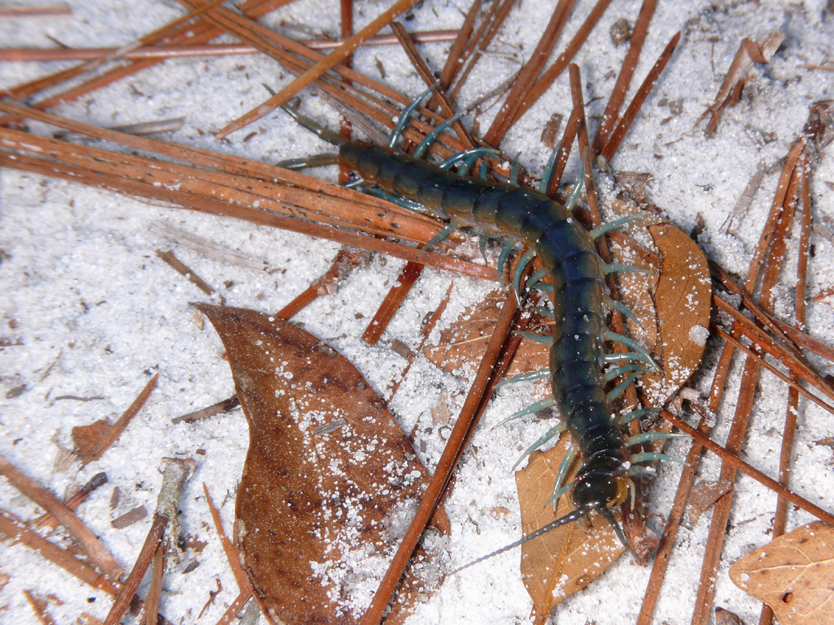 Centipede