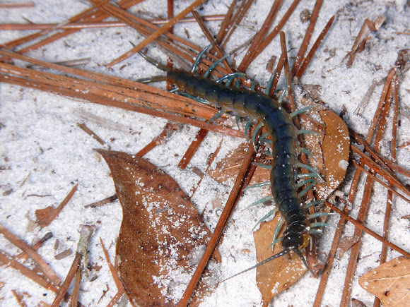 Spotting Image 1