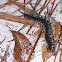 Centipede