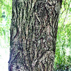 Weeping willow