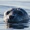 Harbour Seal