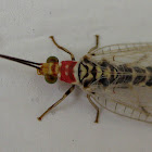 Colourful Lacewing