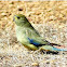 Blue-winged Parrot