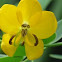 Cassia